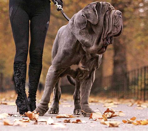 20 biggest dog breeds